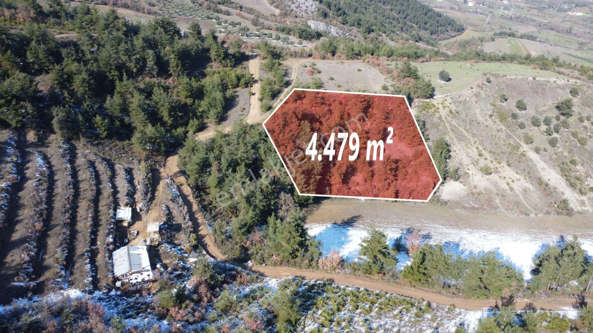 Remax Mavi Erol Çekcan Dan Geyve Safıbeyde 4.479m2 Satılık Bağ. - Görsel 6