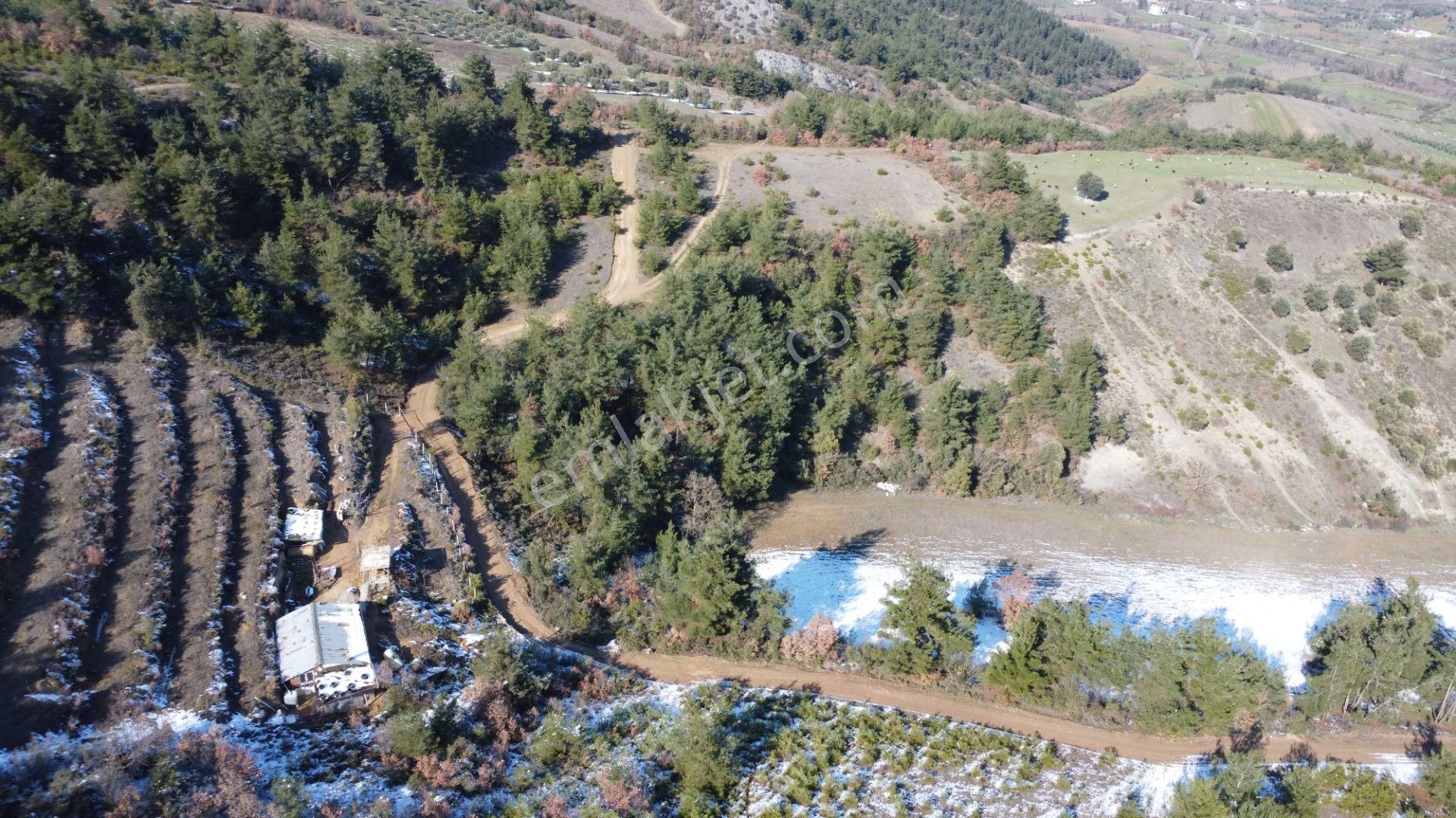 Remax Mavi Erol Çekcan Dan Geyve Safıbeyde 4.479m2 Satılık Bağ. - Görsel 5