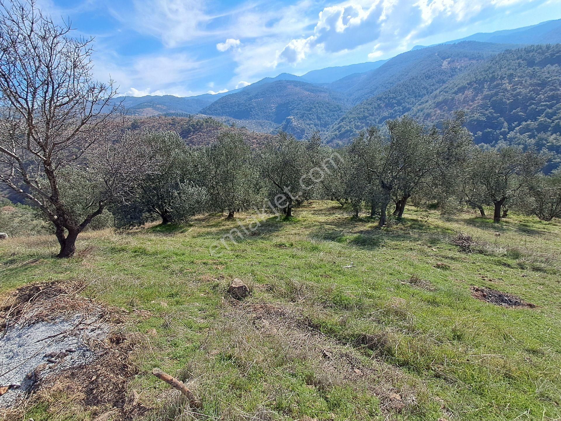 Eryılmaz Gayrimenkul'den Burhaniye Kırtık Köyünde 10.883 M2 Zeytinlik - Görsel 4