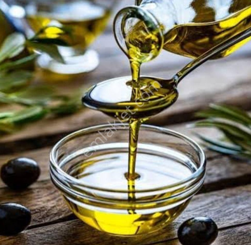 Satılık Zeytinlik Alıcısına Şimdiden Hayırlı Olsun