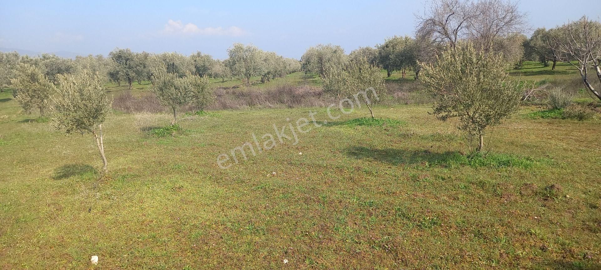 Manisa Akhisar Işıkköy De Satılık 15.000 M2 Zeytin Bahçesi 4.950.000 Tl - Görsel 30