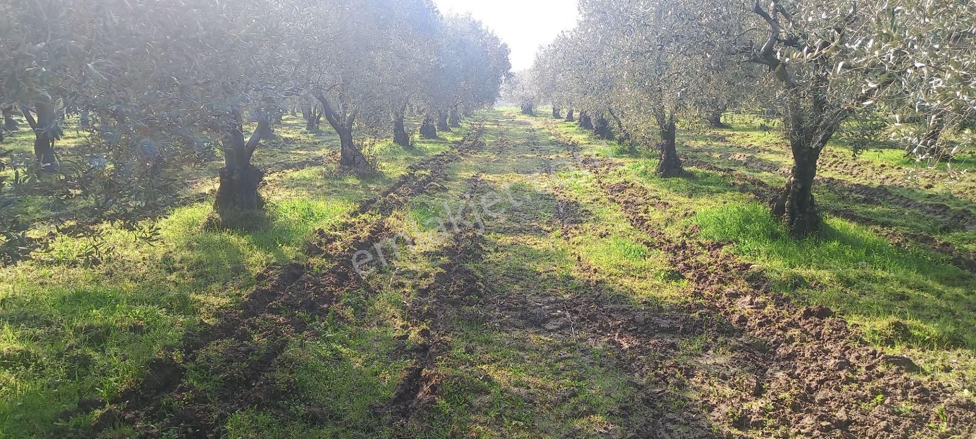 Manisa Akhisar Işıkköy De Satılık 15.000 M2 Zeytin Bahçesi 4.950.000 Tl - Görsel 3