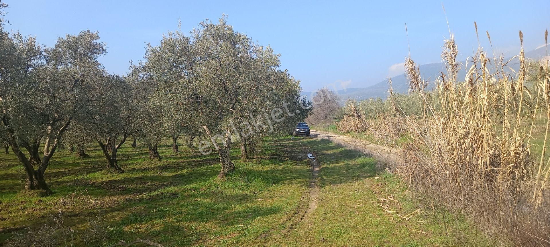 Manisa Akhisar Işıkköy De Satılık 15.000 M2 Zeytin Bahçesi 4.950.000 Tl - Görsel 21