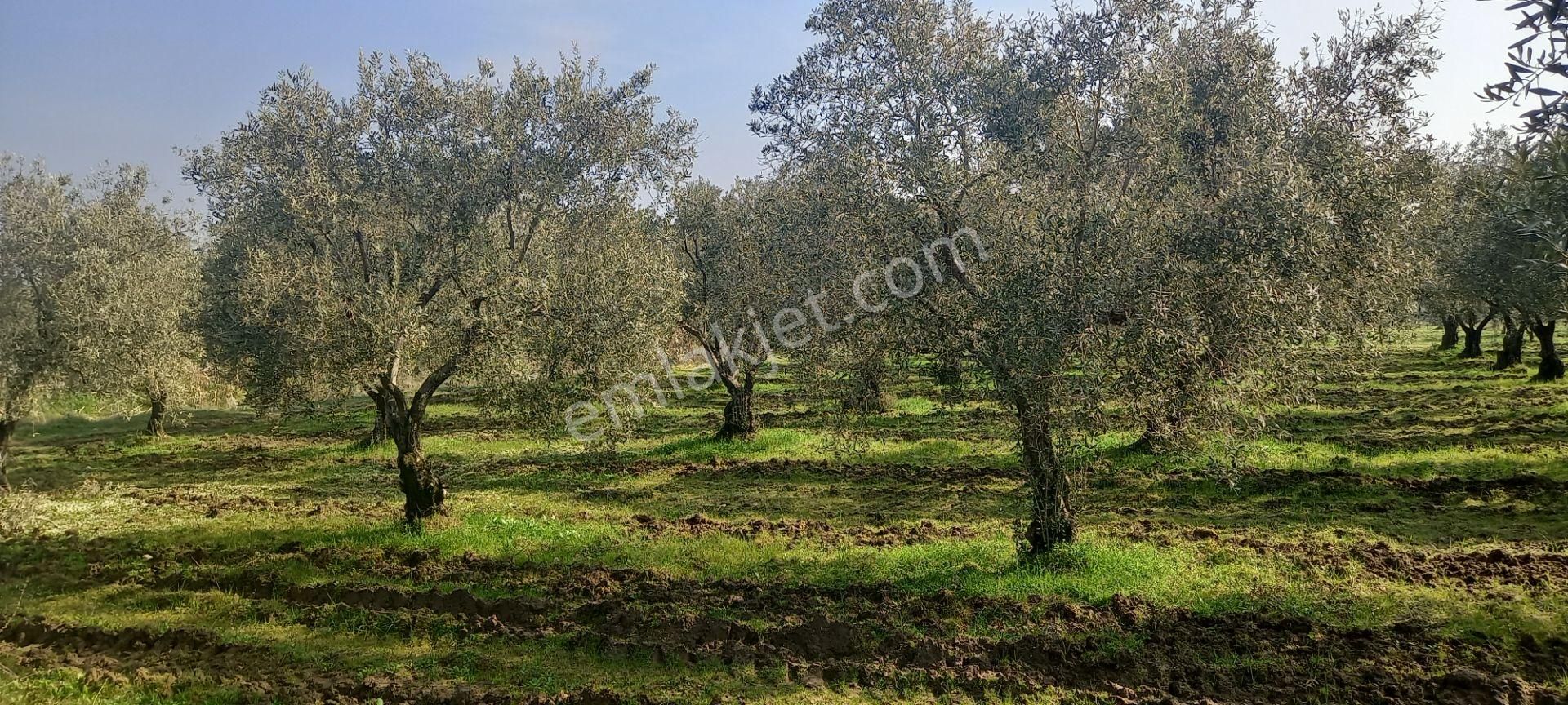 Manisa Akhisar Işıkköy De Satılık 15.000 M2 Zeytin Bahçesi 4.950.000 Tl - Görsel 15