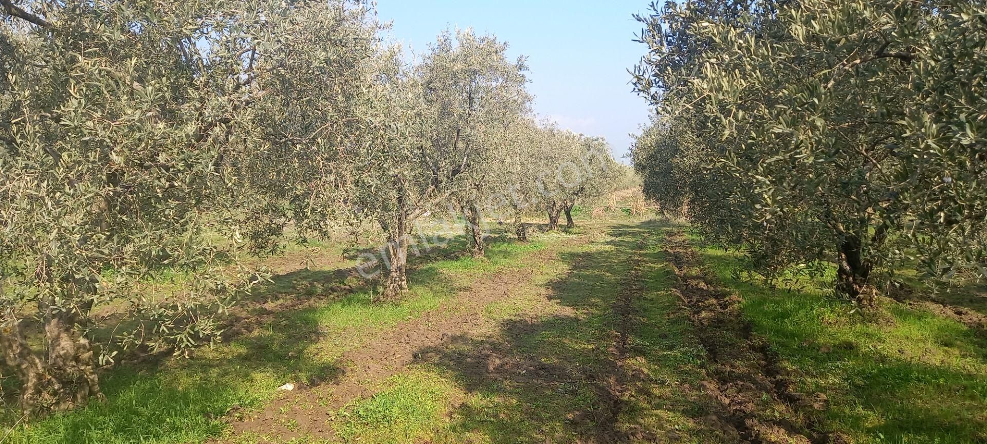 Manisa Akhisar Işıkköy De Satılık 15.000 M2 Zeytin Bahçesi 4.950.000 Tl - Görsel 7