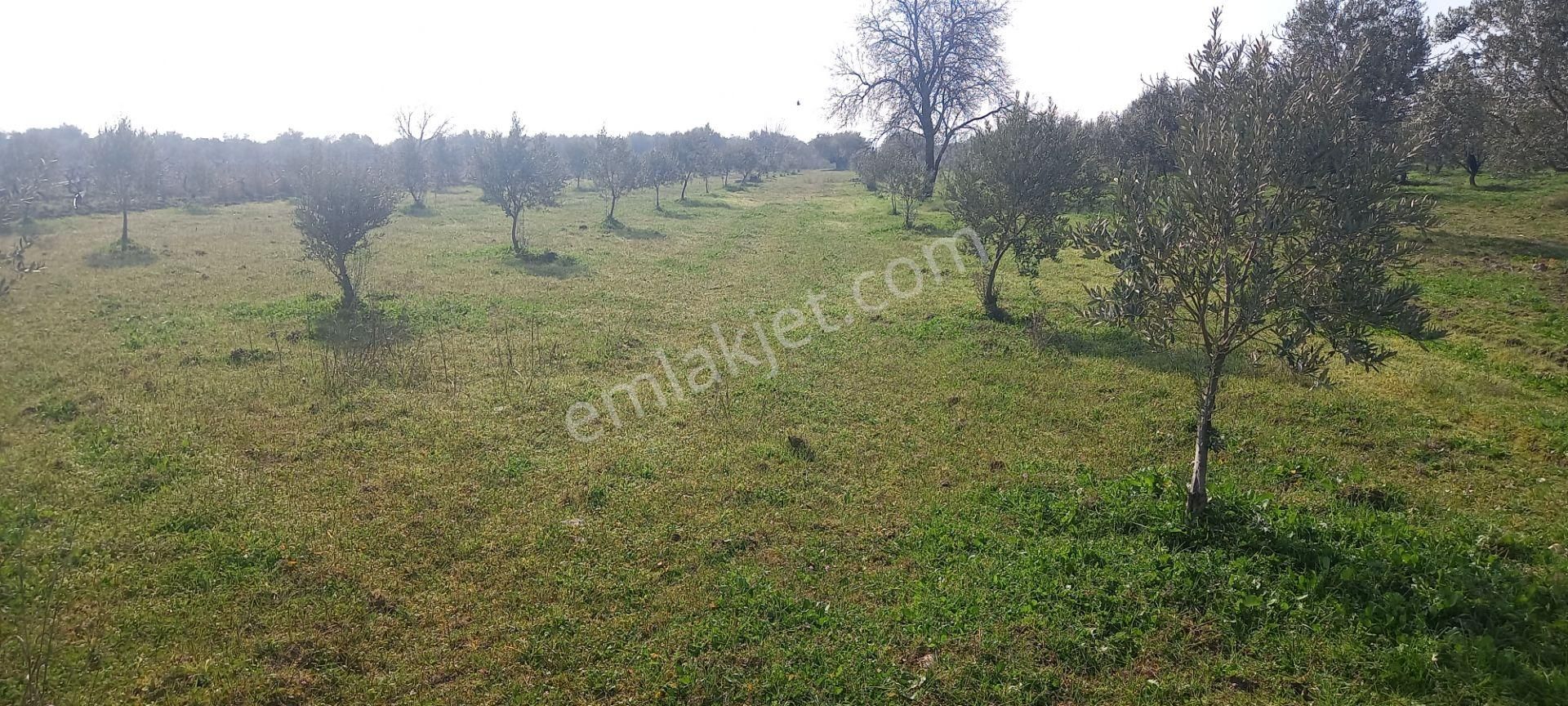 Manisa Akhisar Işıkköy De Satılık 15.000 M2 Zeytin Bahçesi 4.950.000 Tl - Görsel 27