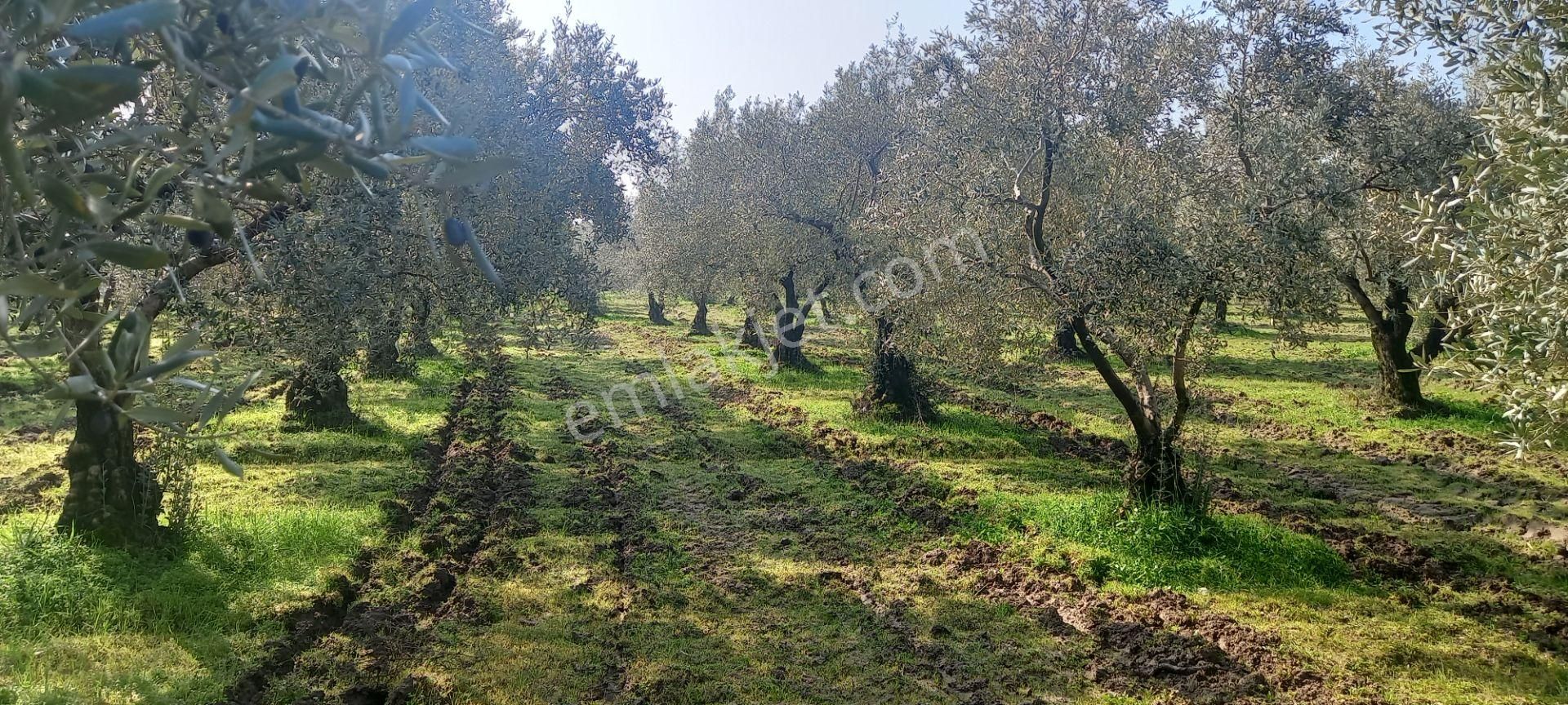 Manisa Akhisar Işıkköy De Satılık 15.000 M2 Zeytin Bahçesi 4.950.000 Tl - Görsel 6