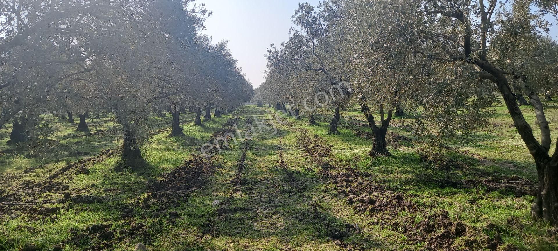 Manisa Akhisar Işıkköy De Satılık 15.000 M2 Zeytin Bahçesi 4.950.000 Tl - Görsel 19