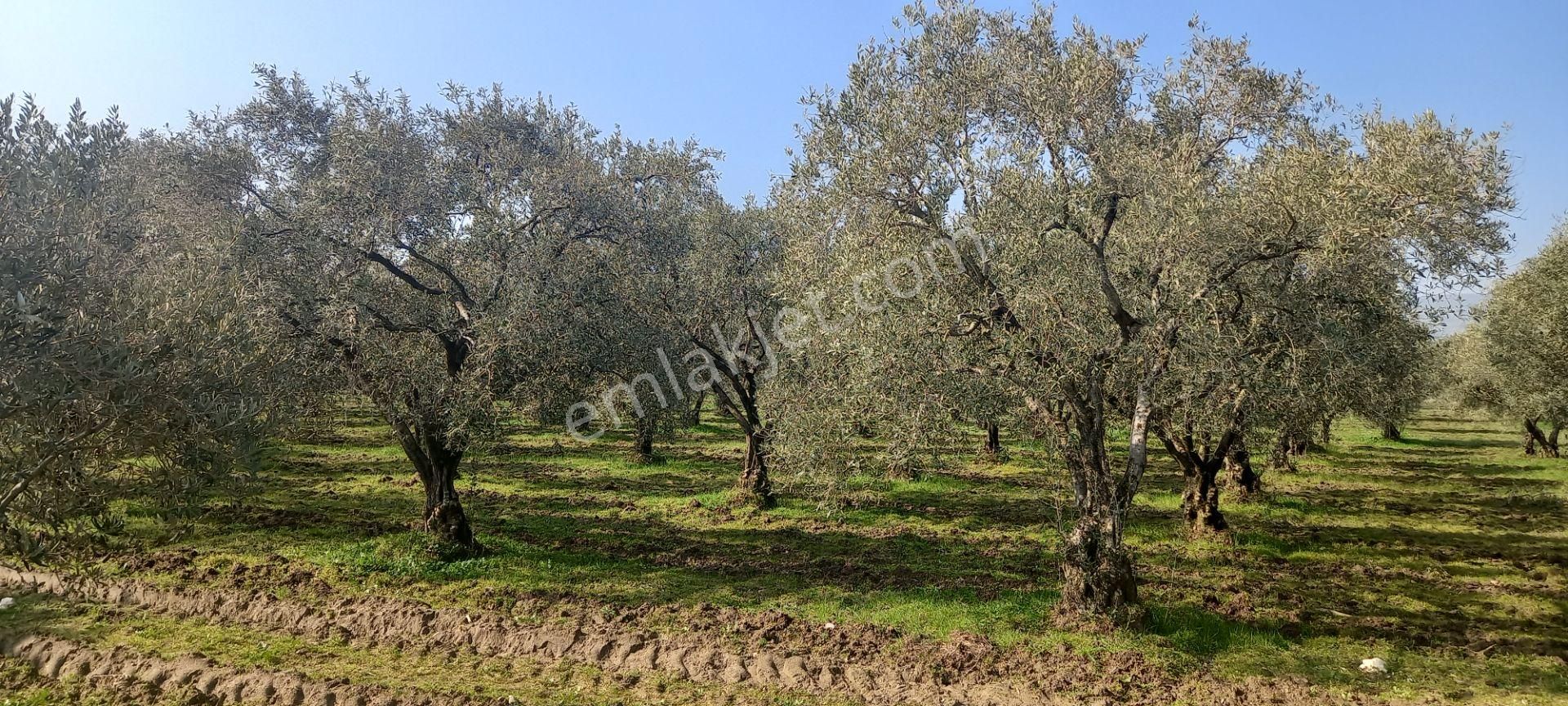 Manisa Akhisar Işıkköy De Satılık 15.000 M2 Zeytin Bahçesi 4.950.000 Tl - Görsel 24
