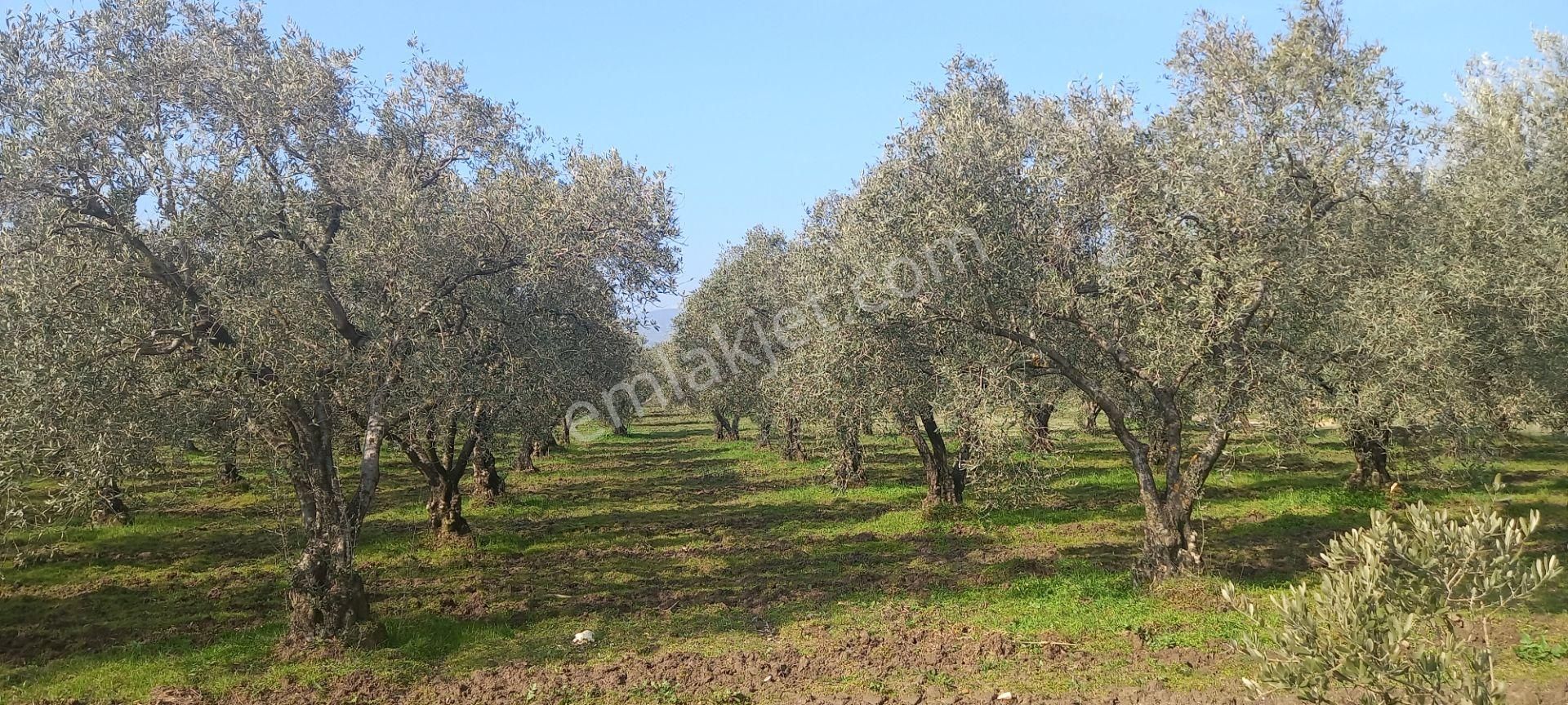 Manisa Akhisar Işıkköy De Satılık 15.000 M2 Zeytin Bahçesi 4.950.000 Tl - Görsel 23
