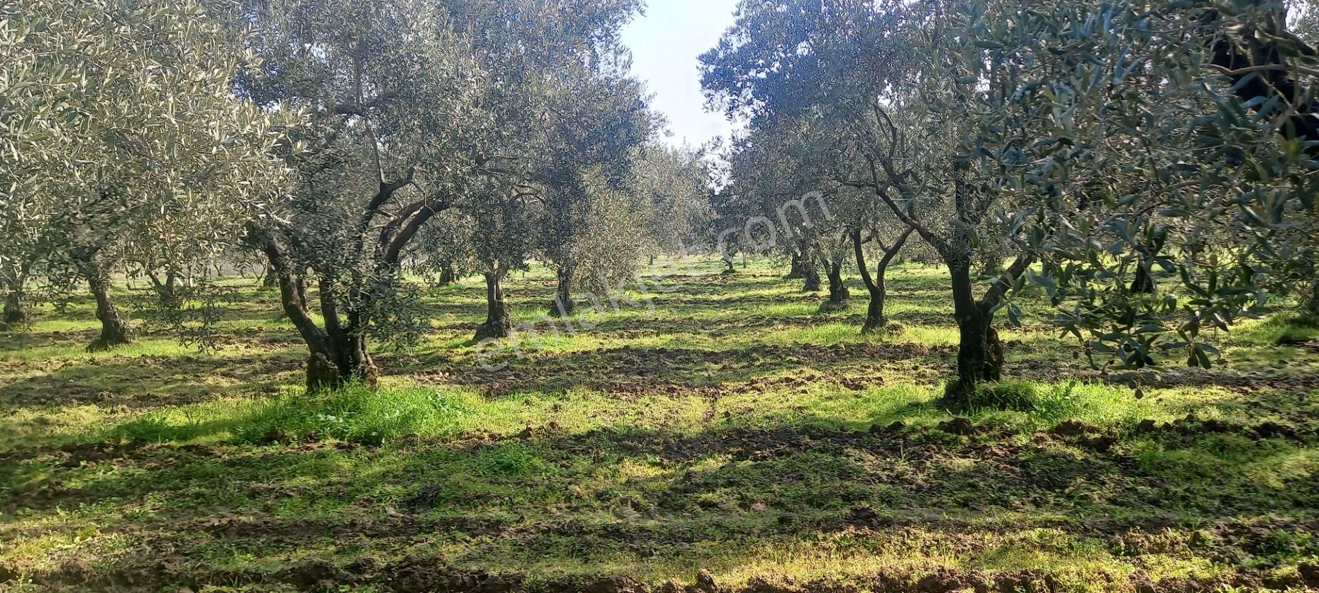 Manisa Akhisar Işıkköy De Satılık 15.000 M2 Zeytin Bahçesi 4.950.000 Tl - Görsel 5