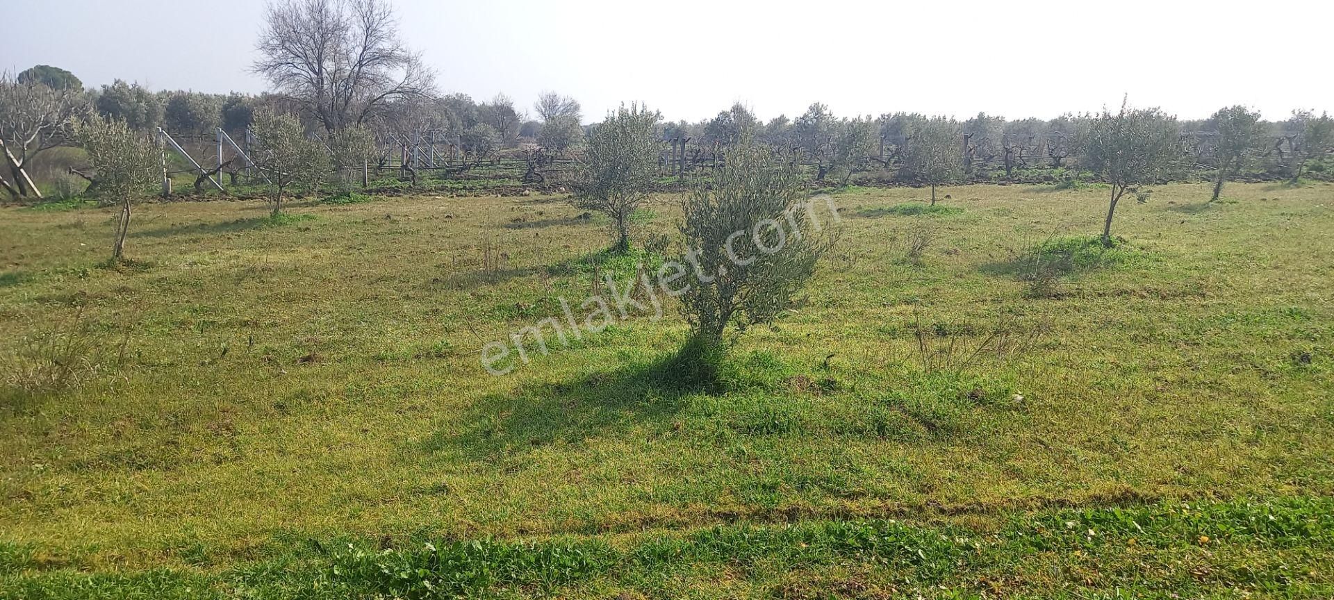 Manisa Akhisar Işıkköy De Satılık 15.000 M2 Zeytin Bahçesi 4.950.000 Tl - Görsel 26
