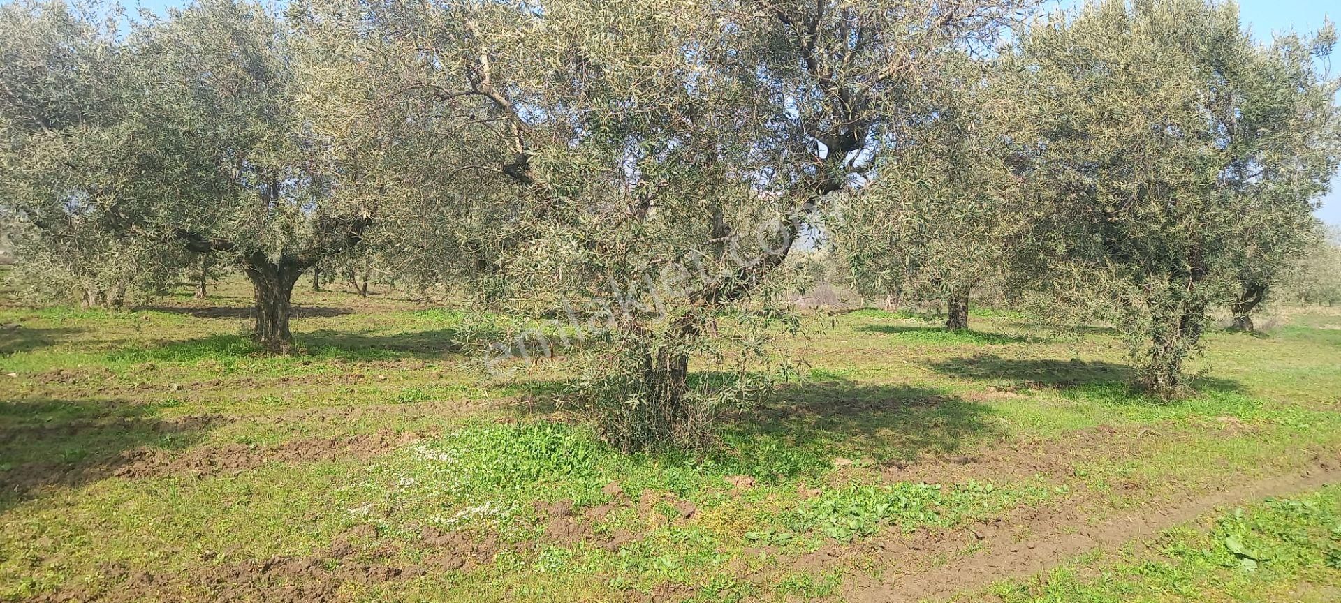 Manisa Akhisar Işıkköy De Satılık 15.000 M2 Zeytin Bahçesi 4.950.000 Tl - Görsel 12