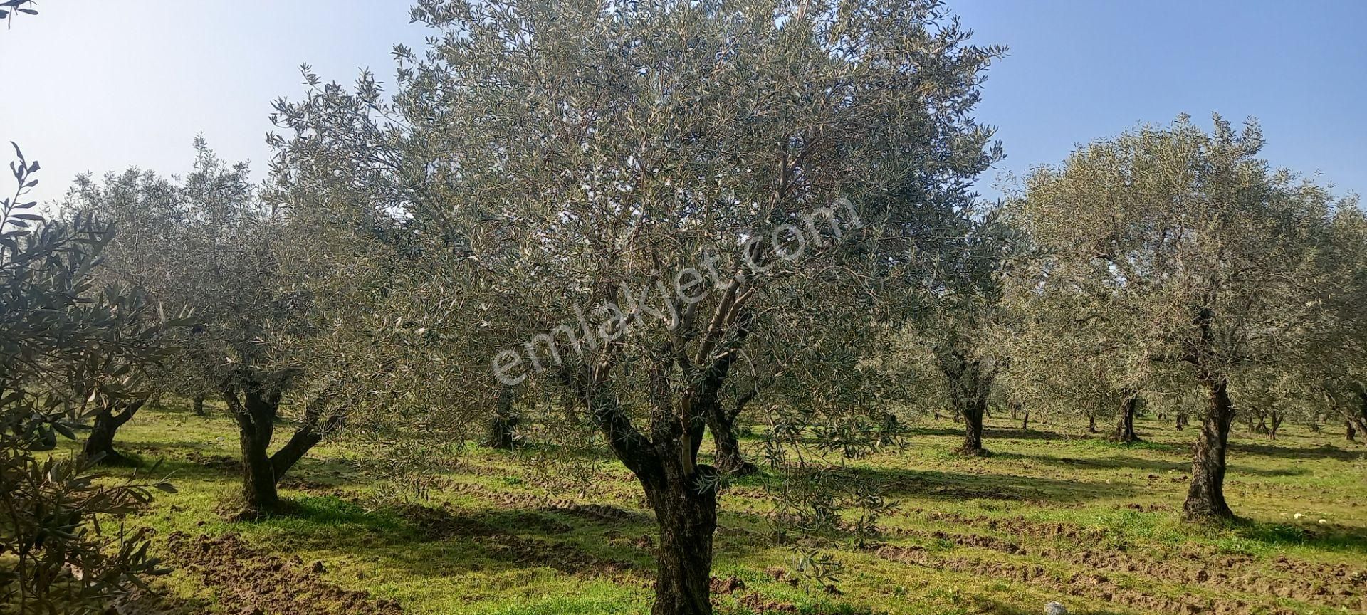 Manisa Akhisar Işıkköy De Satılık 15.000 M2 Zeytin Bahçesi 4.950.000 Tl - Görsel 8