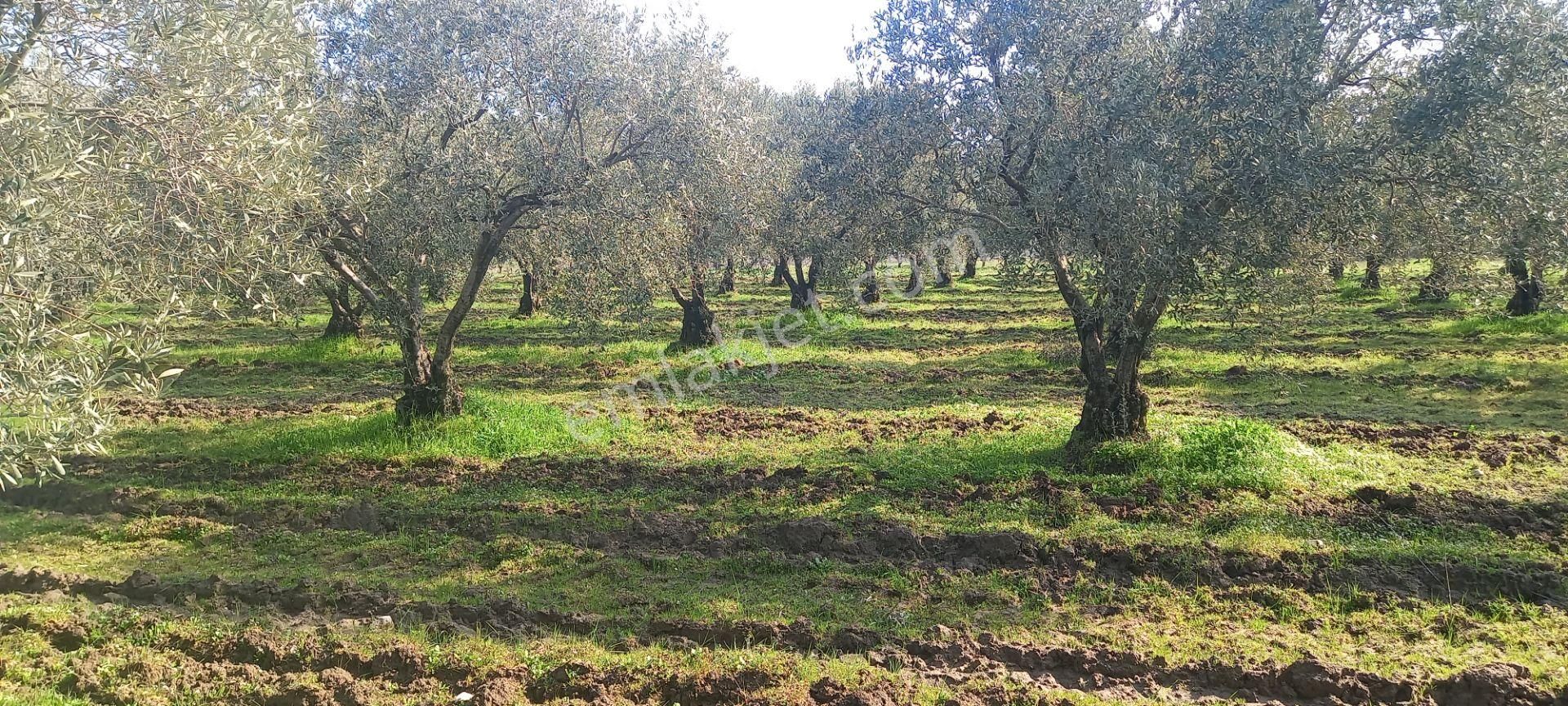Manisa Akhisar Işıkköy De Satılık 15.000 M2 Zeytin Bahçesi 4.950.000 Tl - Görsel 14