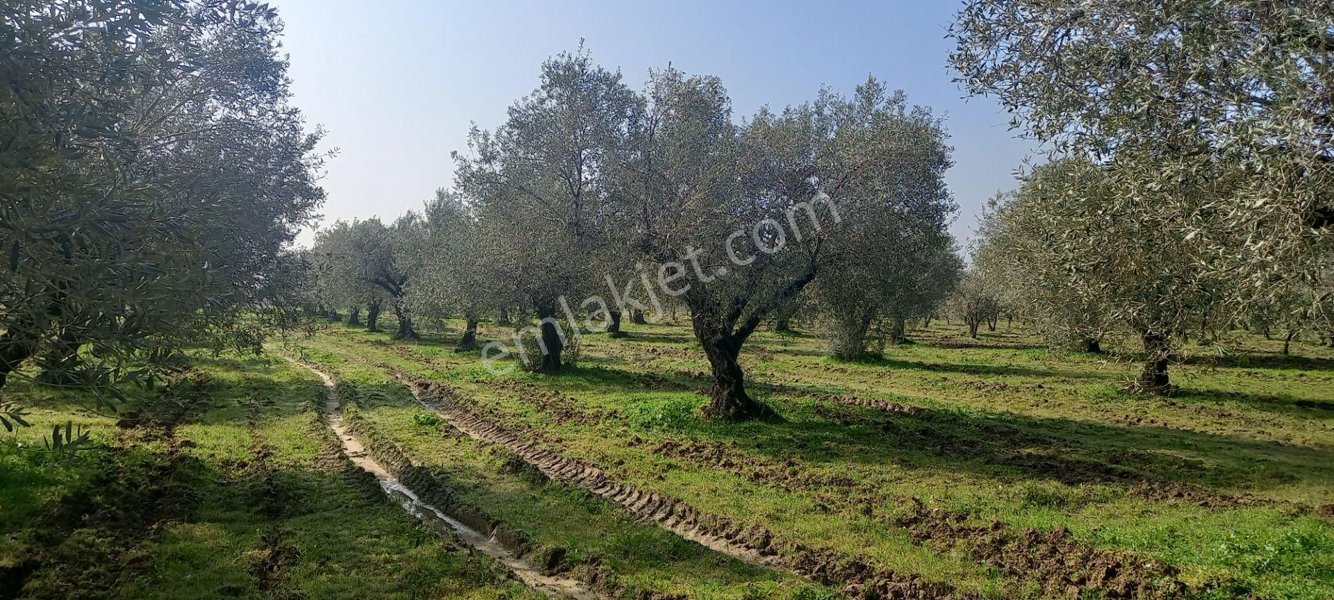 Manisa Akhisar Işıkköy De Satılık 15.000 M2 Zeytin Bahçesi 4.950.000 Tl - Görsel 10