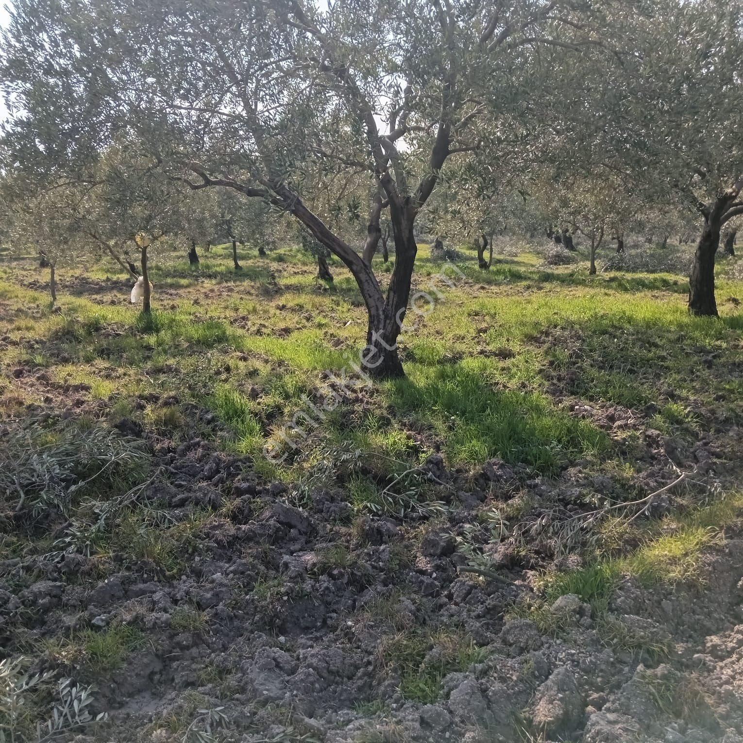 Akhisar Erdelli Satılık Tarla Satılık Zeytinlik – Manisa, Akhisar, Erdelli Mahallesi