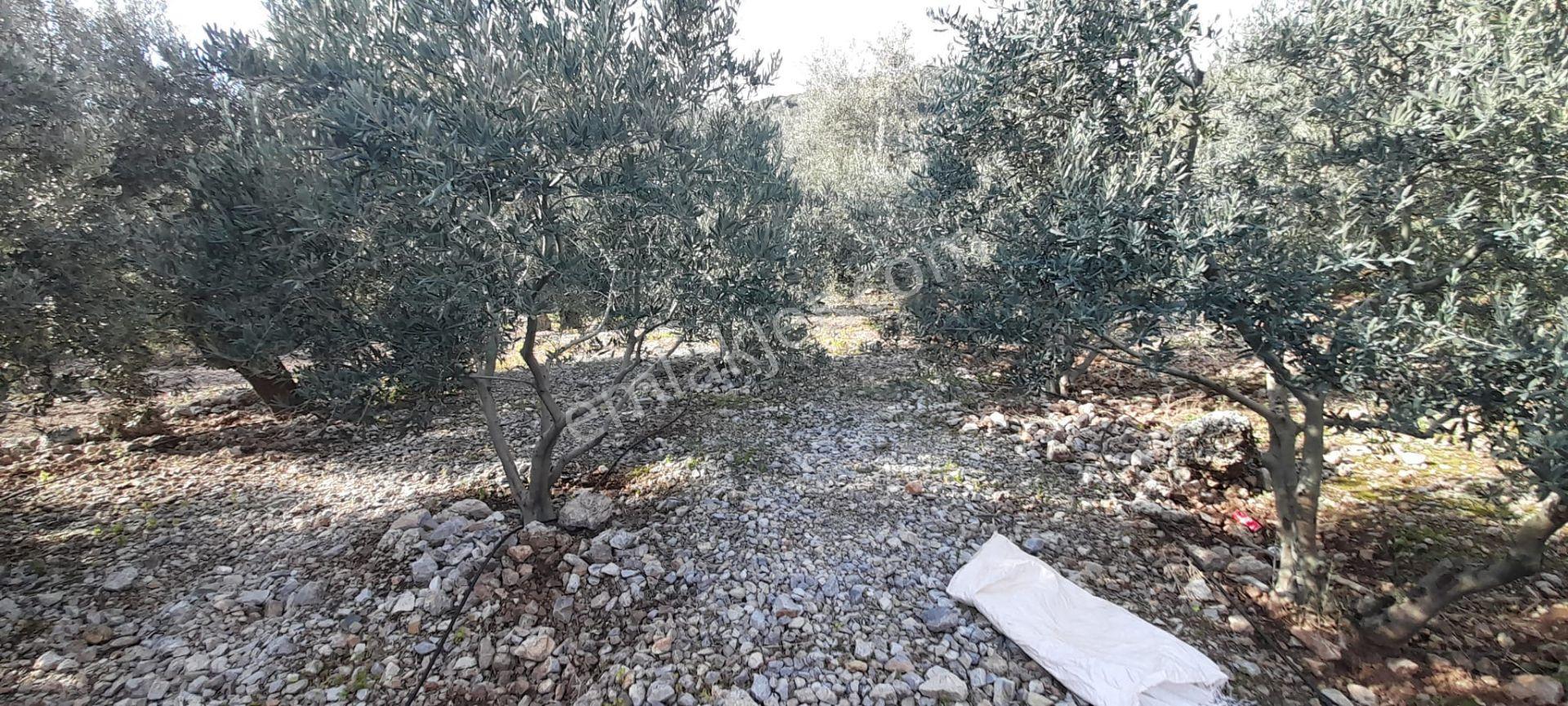 Rwden Söke Atburgazı Mah.de 236 M² Konut İmarlı Arsa - Görsel 7
