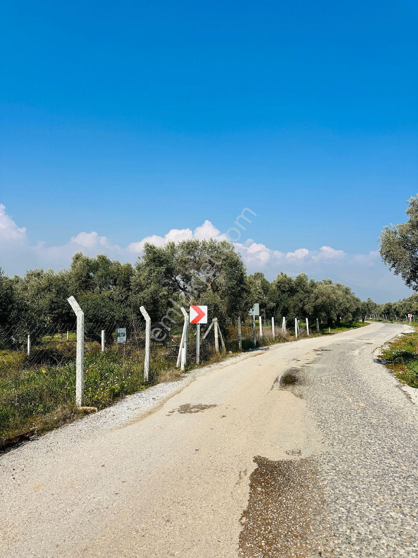 Torbalı Dirmil Satılık Zeytinlik Emir Yapidanükemmel Zeytinlik