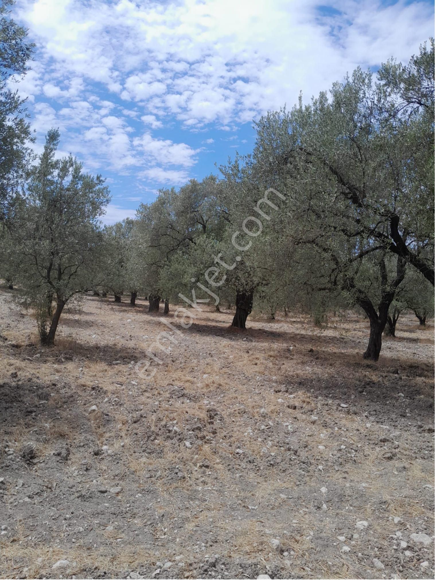 Akhisar Süleymanköy Satılık Tarla 🌿 Satılık Zeytinlik – Manisa, Akhisar, Süleymanköy 🌿