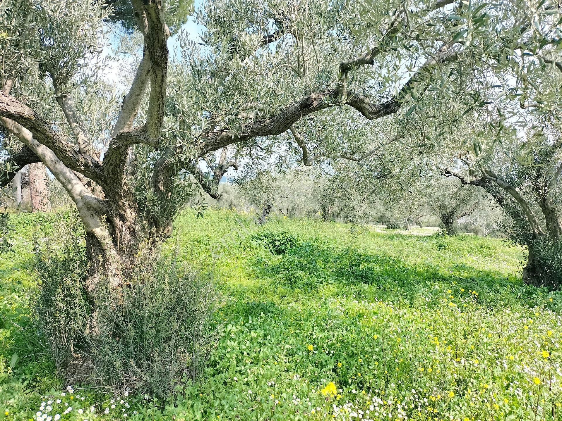 Kirazlı Yolunda; Kadastral Yolu Mevcut Zeytinlik - Görsel 22