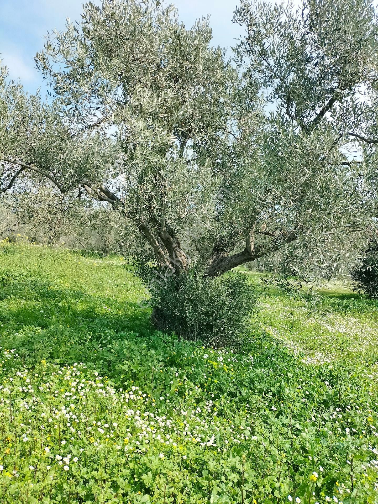 Kirazlı Yolunda; Kadastral Yolu Mevcut Zeytinlik - Görsel 19