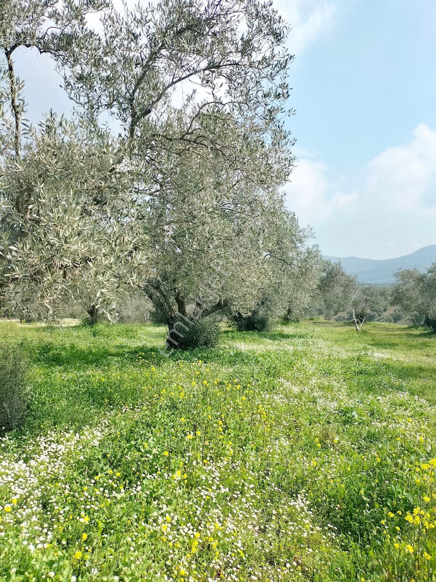 Kirazlı Yolunda; Kadastral Yolu Mevcut Zeytinlik - Görsel 13