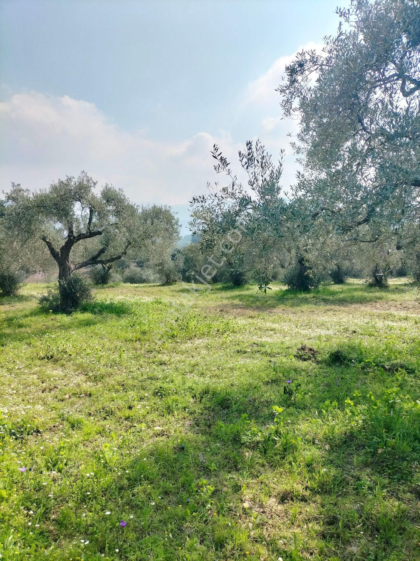Kirazlı Yolunda; Kadastral Yolu Mevcut Zeytinlik - Görsel 9