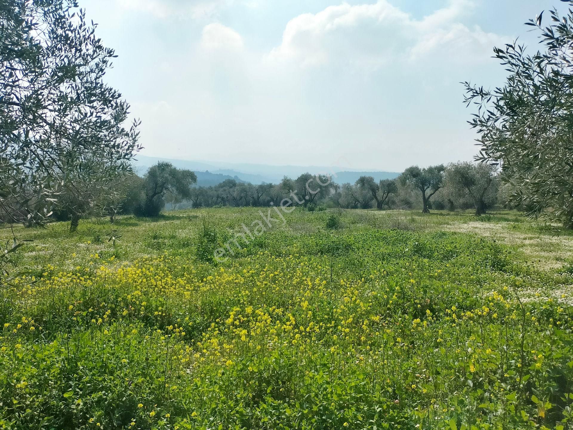 Kirazlı Yolunda; Kadastral Yolu Mevcut Zeytinlik - Görsel 20