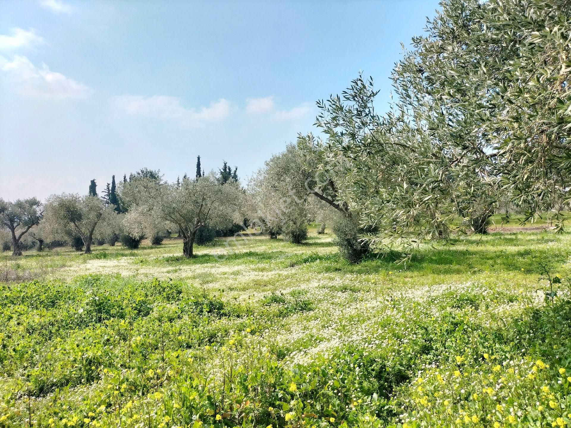 Kirazlı Yolunda; Kadastral Yolu Mevcut Zeytinlik - Görsel 21