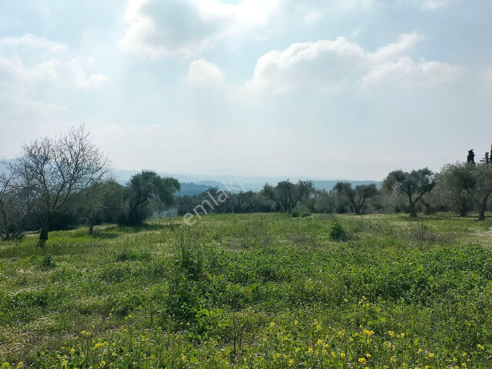 Kirazlı Yolunda; Kadastral Yolu Mevcut Zeytinlik - Görsel 16
