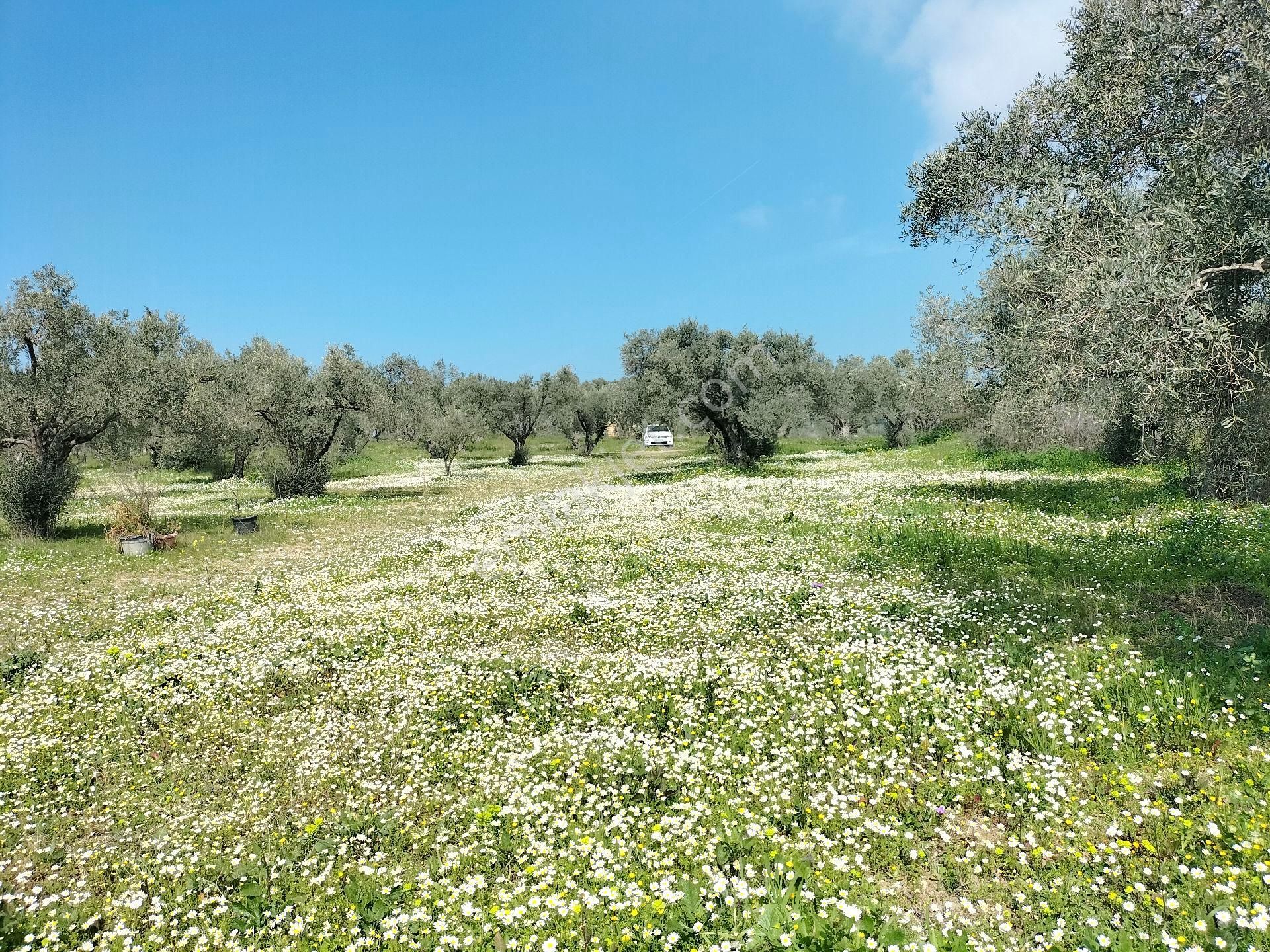 Kirazlı Yolunda; Kadastral Yolu Mevcut Zeytinlik - Görsel 8