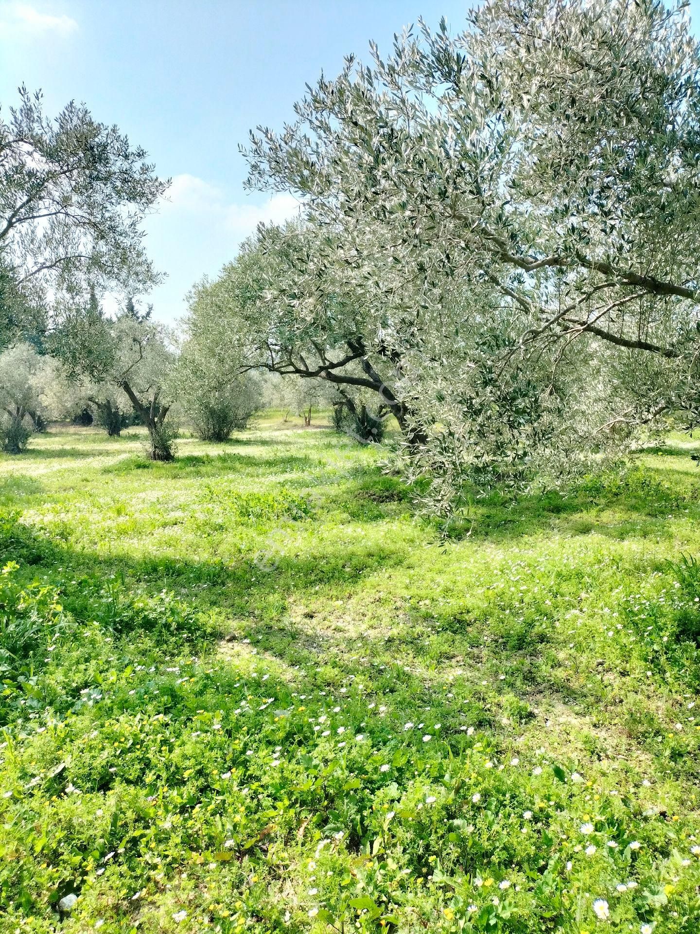 Kirazlı Yolunda; Kadastral Yolu Mevcut Zeytinlik - Görsel 2