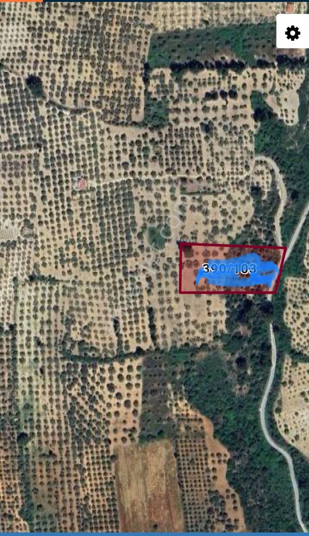 Kirazlı Yolunda; Kadastral Yolu Mevcut Zeytinlik - Görsel 23