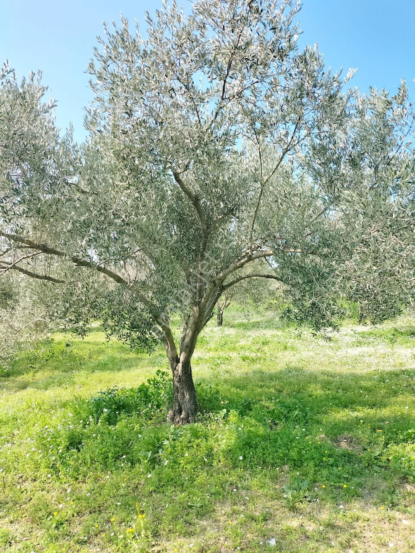 Kirazlı Yolunda; Kadastral Yolu Mevcut Zeytinlik - Görsel 3