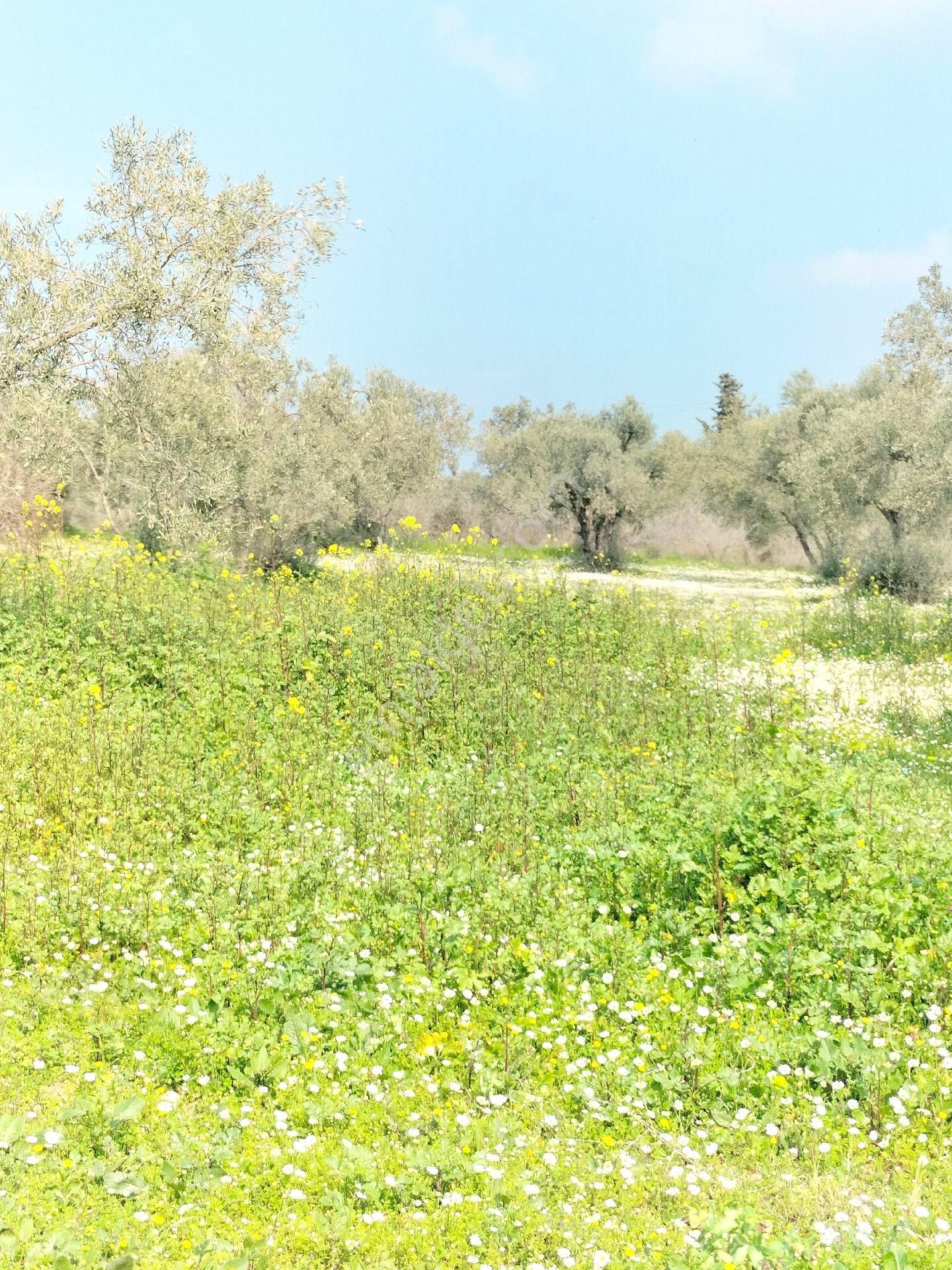 Kirazlı Yolunda; Kadastral Yolu Mevcut Zeytinlik - Görsel 17