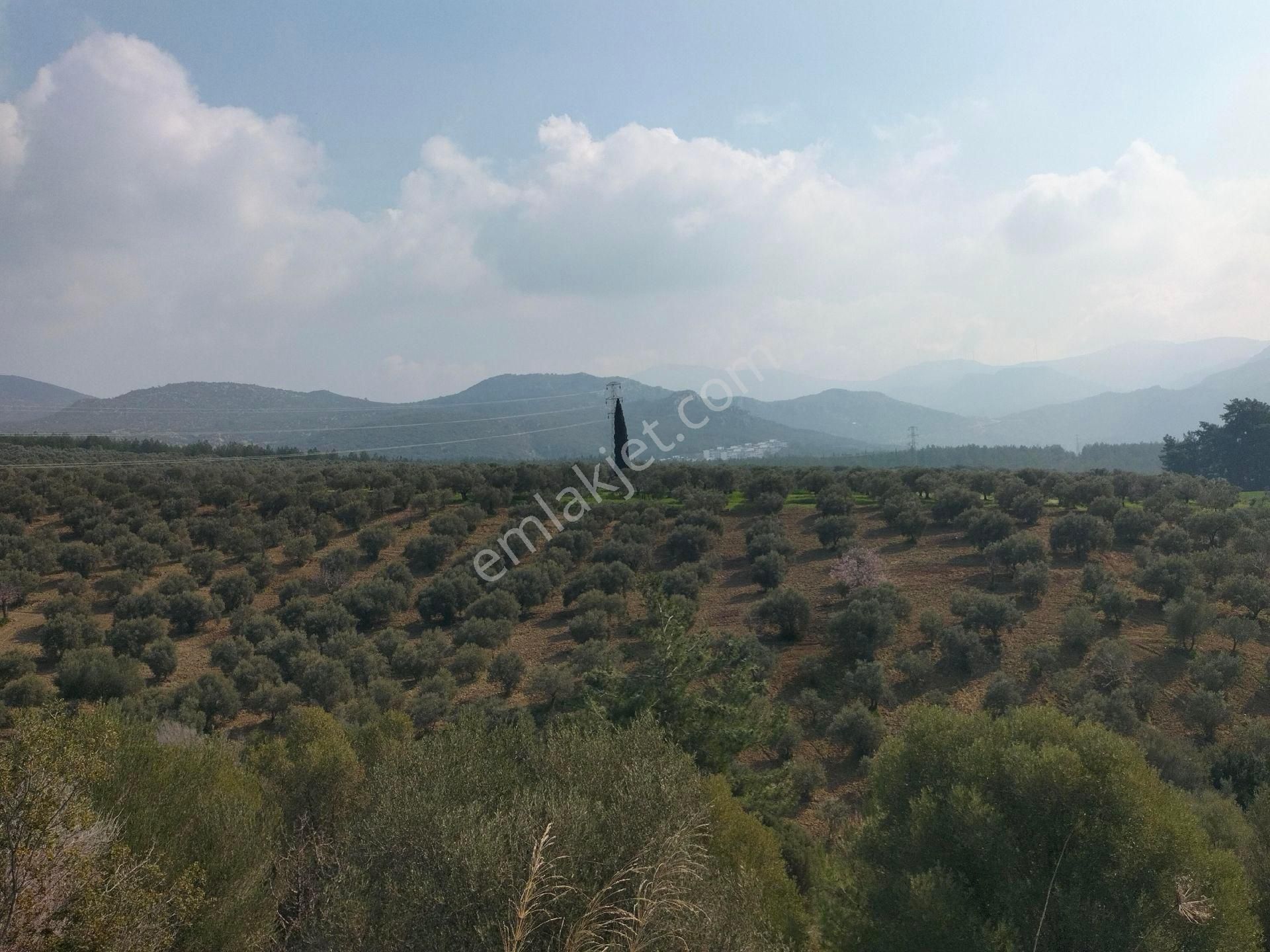 Kirazlı Yolunda; Kadastral Yolu Mevcut Zeytinlik - Görsel 11