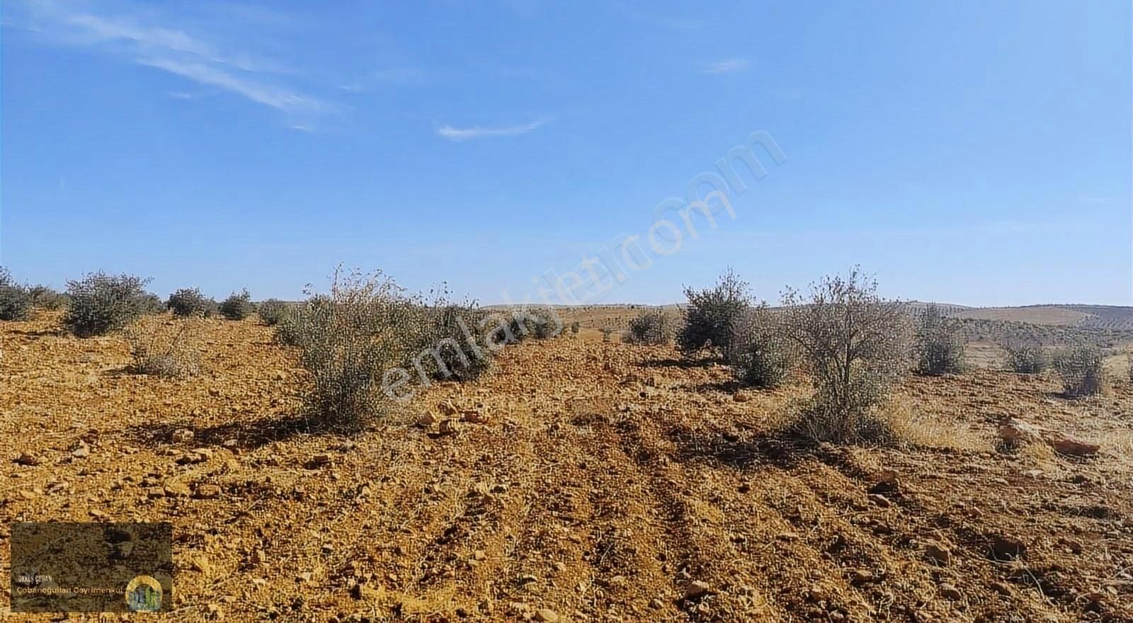 Gaziantep Oğuzeli Satılık Zeytinlik Oğuzeli Tınazderede Satılık Arazi Zeytin Lik