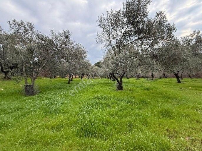 Gömeç Hacıhüseyinler Satılık Zeytinlik Balıkesir Ayvalık Özcan Emlaktan Gömeç Hacı Hüseyinler Köyünde Satılık Zeytinlik