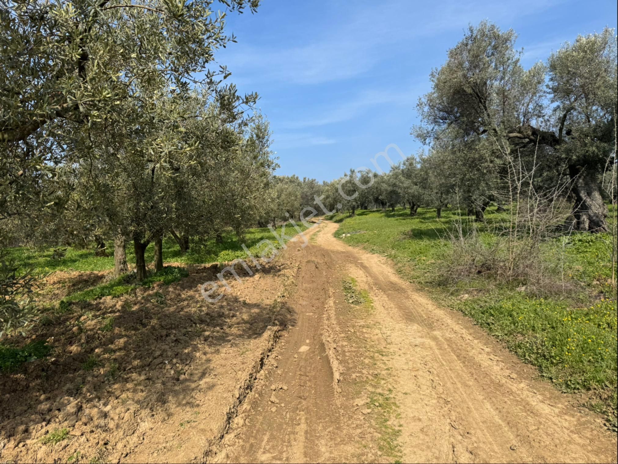 Mudanya Tirilye Satılık Tarla Mudanya Halilbeyde Satılık Yatırımlık Arazi