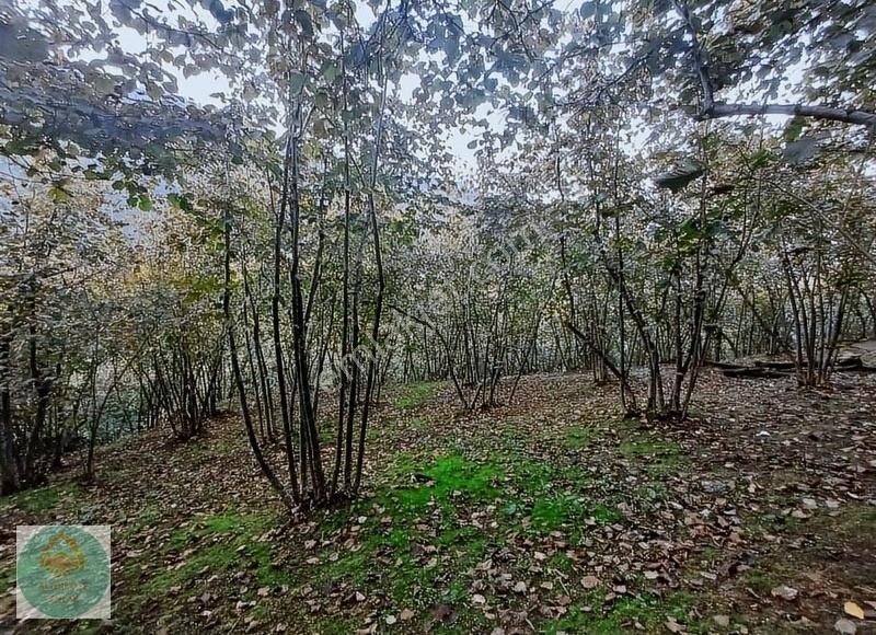 Altınköşe Emlak Satılık 15 Dönüm Fındık Bahçesi - Görsel 2