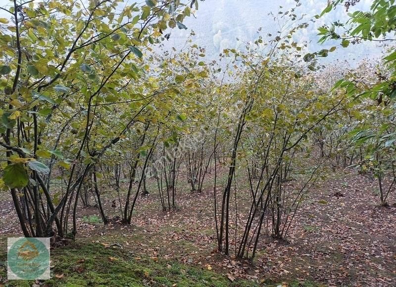 Akyazı Taşyatak Satılık Bağ & Bahçe Altınköşe Emlak Satılık 15 Dönüm Fındık Bahçesi