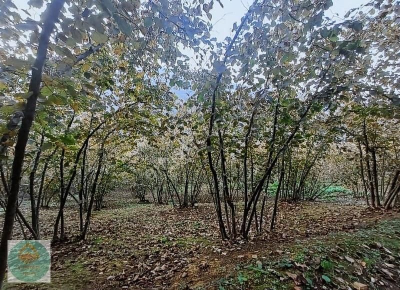 Altınköşe Emlak Satılık 15 Dönüm Fındık Bahçesi - Görsel 9