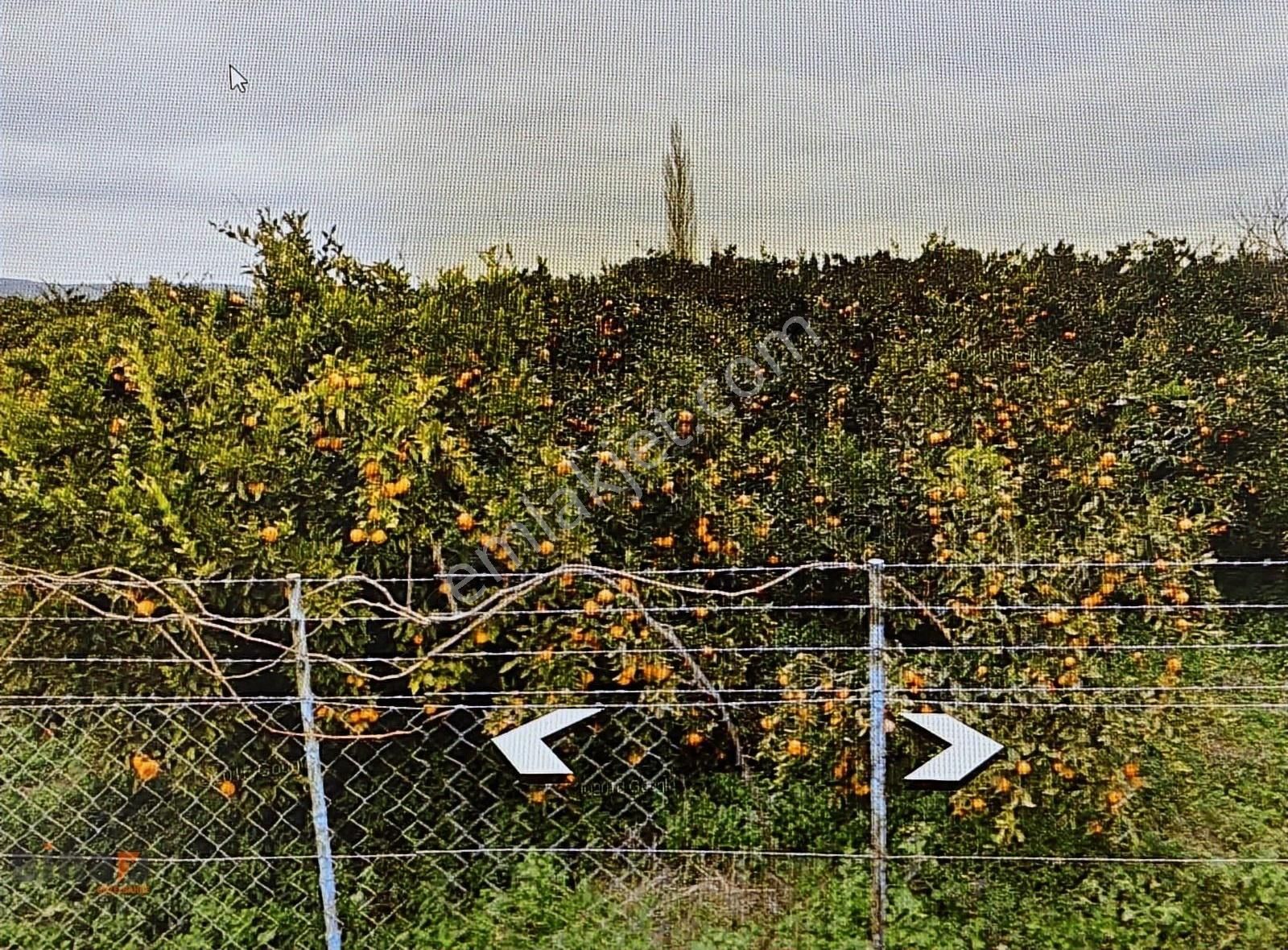 Seferihisar Hıdırlık Satılık Bağ & Bahçe Hıdırlık Mahallesinde Kadastrol Yol Mevcut Mandalina Bahçesi