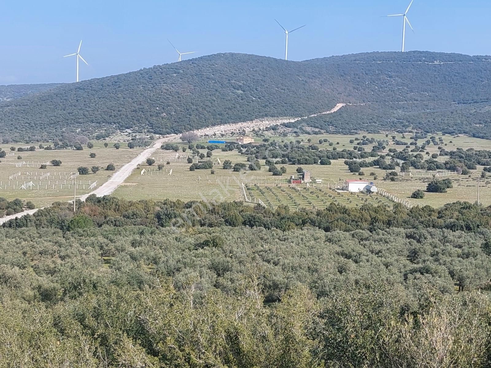 Aydın Didim Satılık Zeytinlik Emsallerinden Uygun Fiyata Yetişkin 800 Ağaç Bulunan Satılık Zeytinlik