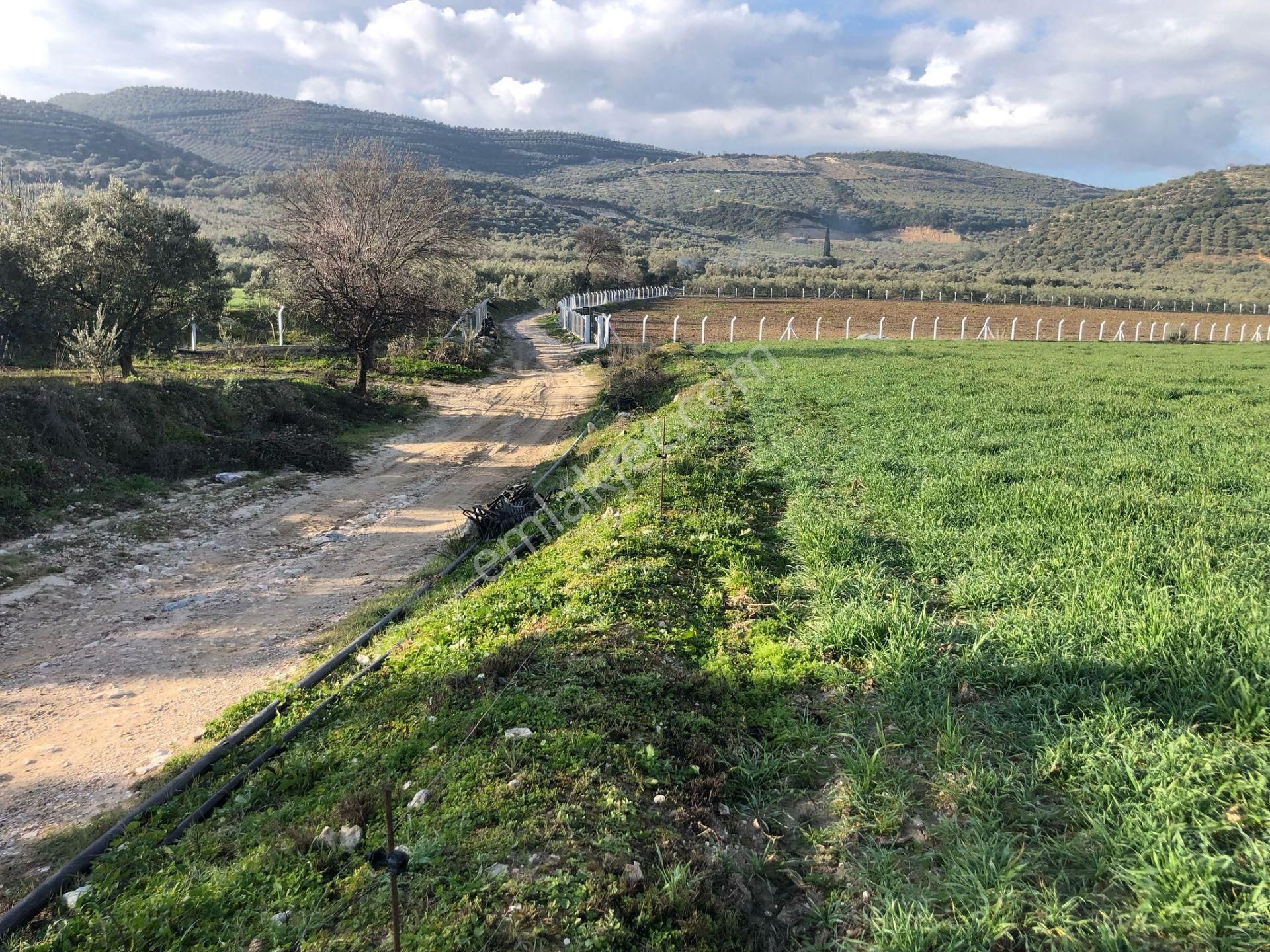 Didim Balat Satılık Tarla Balat Ta 10 Dönüm Emsallerinden Uygun Fiyat Satılık Tarla