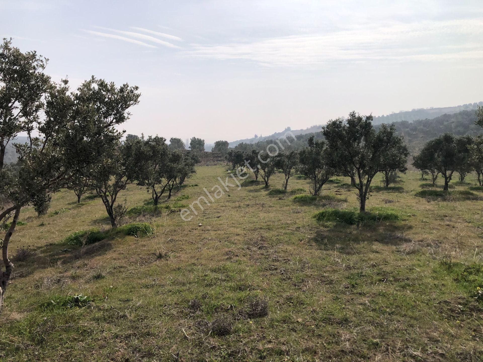 Tekirdağ Şarköy Satılık Zeytinlik Şarköyde Işık Emlaktan İğdebağları Mah De 15355 M2 Zeytinlik