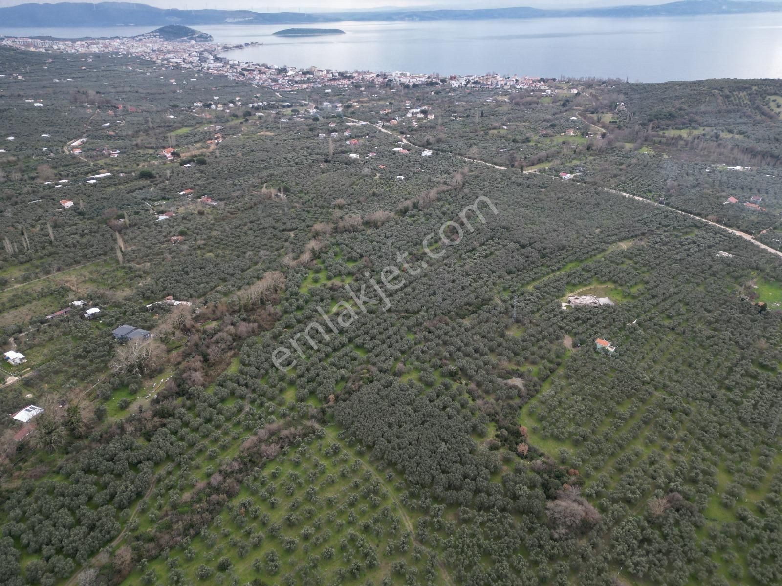 Balıkesir Erdek Satılık Zeytinlik P&r Gayrimenkul'den Atatürk Mah. Satılık Zeytinlik