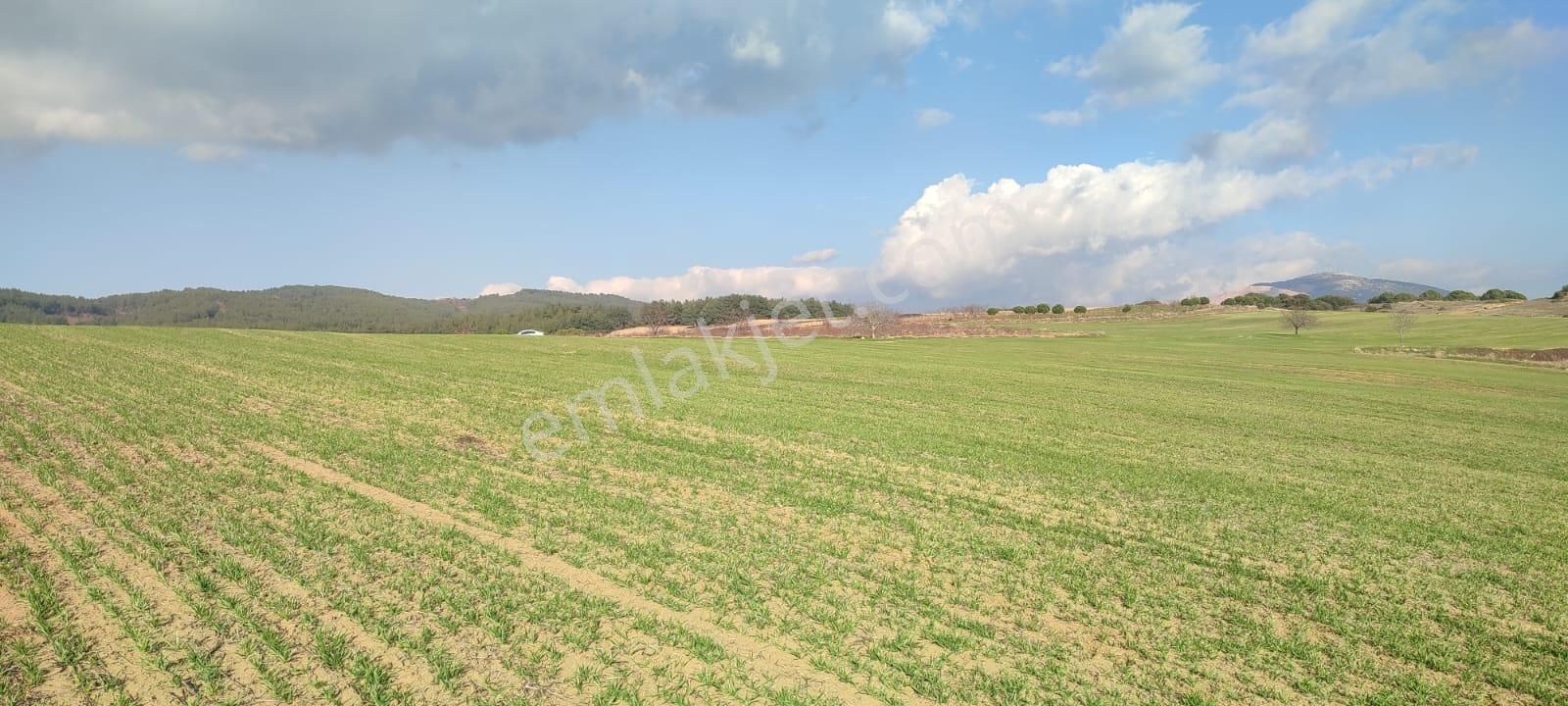 Şarköy İğdebağları Satılık Tarla Sahibinden İğdebağlarında Yola Cephe Yatırımlık Tarla Yolacephe Paket Gibi