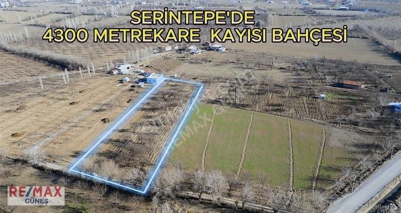 Battalgazi Serintepe Satılık Bağ & Bahçe Serintepe'de Remax Güneş'ten 4300 Metrekare Kayısı Bahçesi